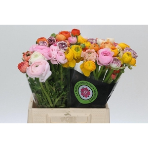 RANUNCULUS OV