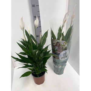 Spathiphyllum Silver Cupido 17Ø 70cm 4fl