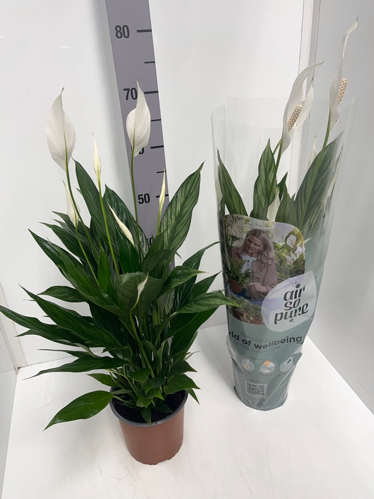 Spathiphyllum Silver Cupido 17Ø 70cm 4fl