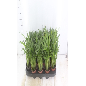 ARECA BAMBU P11