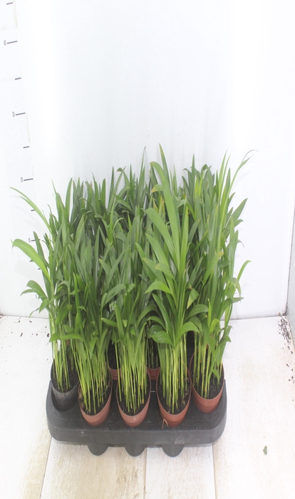 <h4>ARECA BAMBU P11</h4>