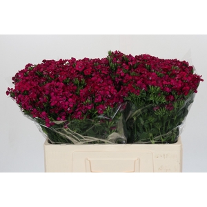 Dianthus Br Amazon Neon Cherry