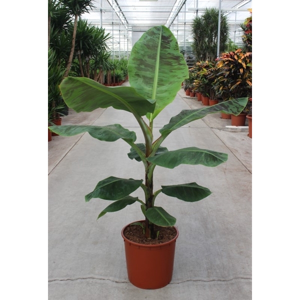 <h4>Musa 'Dwarf Cavendish'</h4>