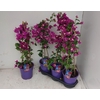 BOUGAINV ALEXANDRA