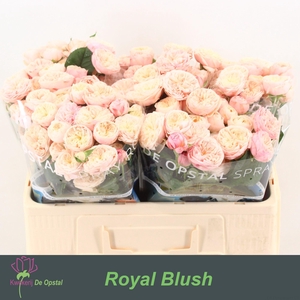 R TR ROYAL BLUSH