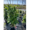 Rosa Floribunda Grp overig