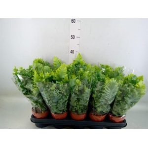 Phlebodium aureum 'Davana'