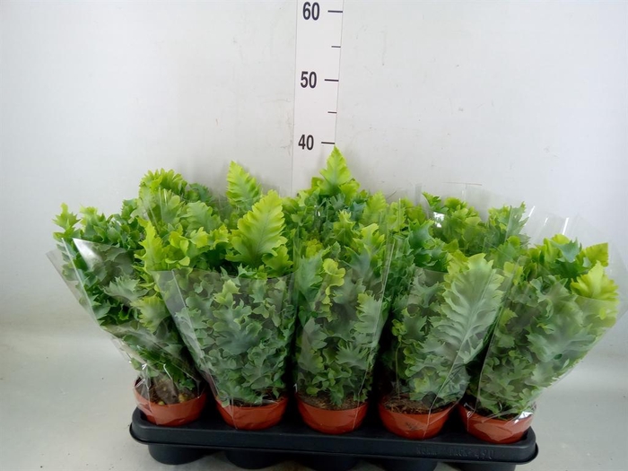 <h4>Phlebodium aureum 'Davana'</h4>