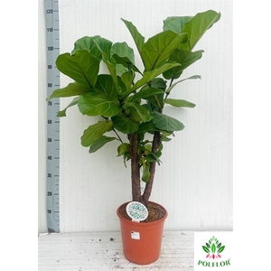 Ficus Lyrata 24Ø 120cm 1pp