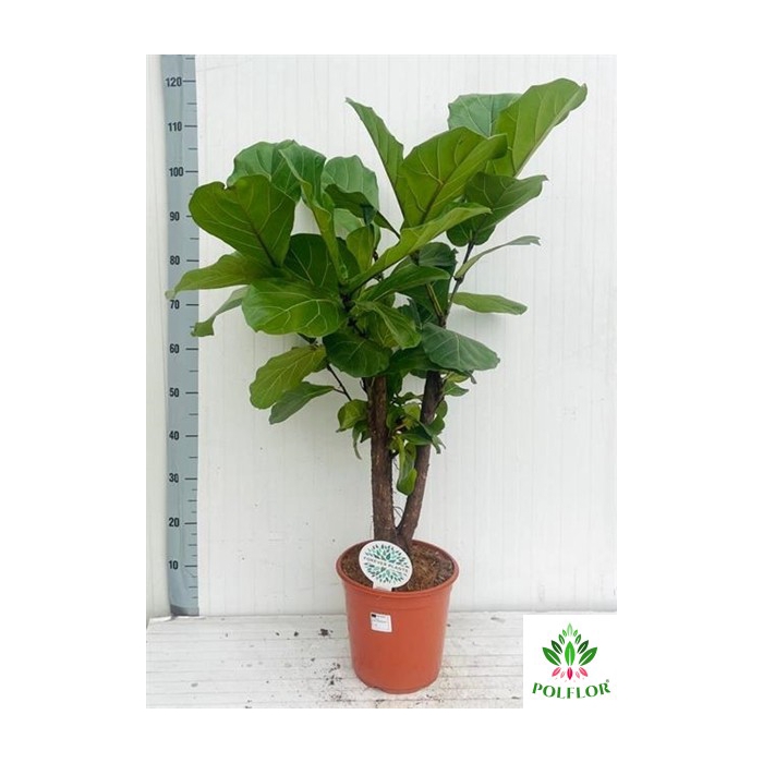 <h4>Ficus Lyrata 24Ø 120cm 1pp</h4>