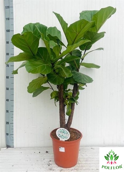 Ficus Lyrata 24Ø 120cm 1pp