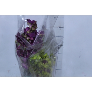 DENPHALAEN MACO MINIMO 30 FLORES
