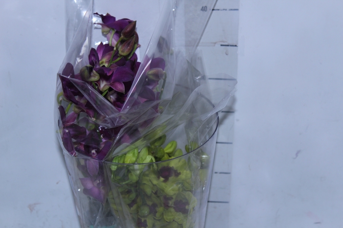 <h4>DENPHALAEN MACO MINIMO 30 FLORES</h4>