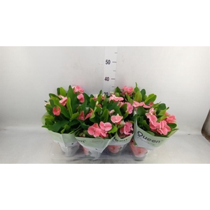 Euphorbia milii 'Charlotte'