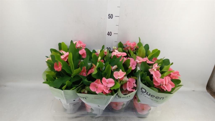 Euphorbia milii 'Charlotte'