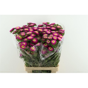 Callis Mats Pink
