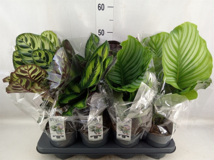 Calathea   ...mix 5