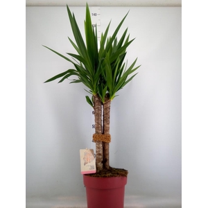 Yucca elephantipes   ...