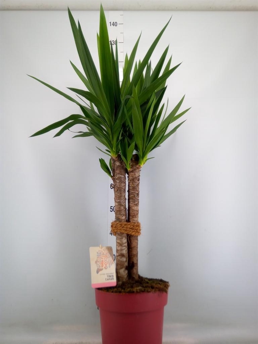 <h4>Yucca elephantipes   ...</h4>