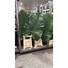 Alocasia Macrorrhizos Small