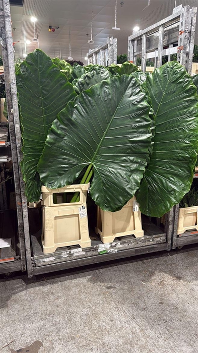 Alocasia Macrorrhizos