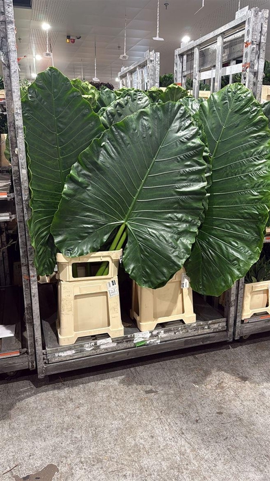 <h4>Alocasia Macrorrhizos Medium</h4>