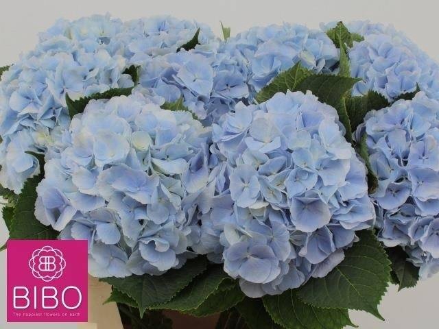 <h4>HYDR M CH VERENA BL</h4>