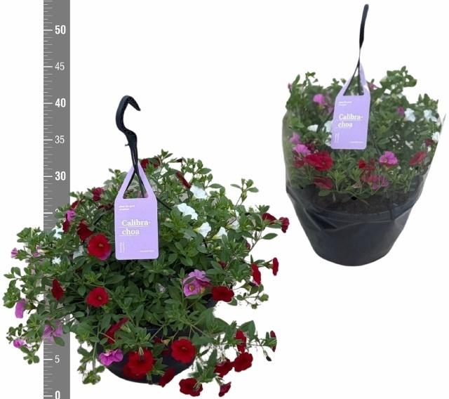 <h4>CALIB TR TRICOLORE</h4>