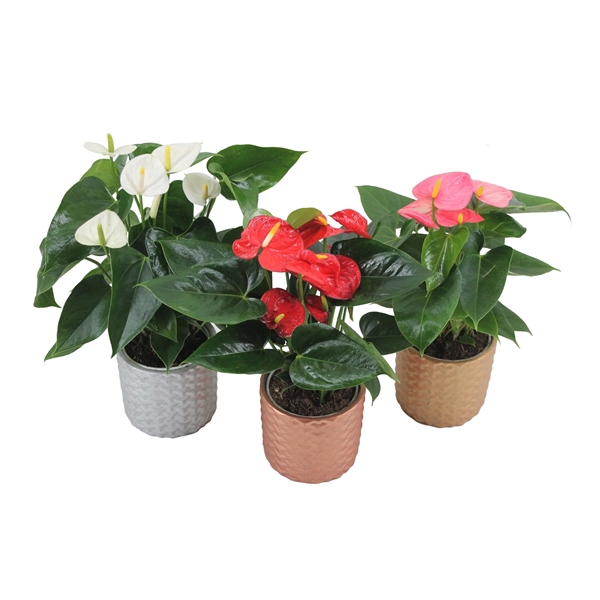 <h4>Anthurium Flamingomix 12cm met keramieken pot</h4>