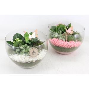 arr2 PL - Glas Henrik - roze/wit