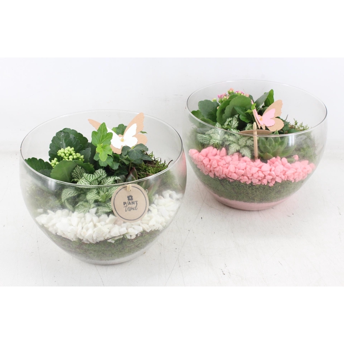 <h4>Arr2 Pl - Glas Henrik - Roze/wit</h4>