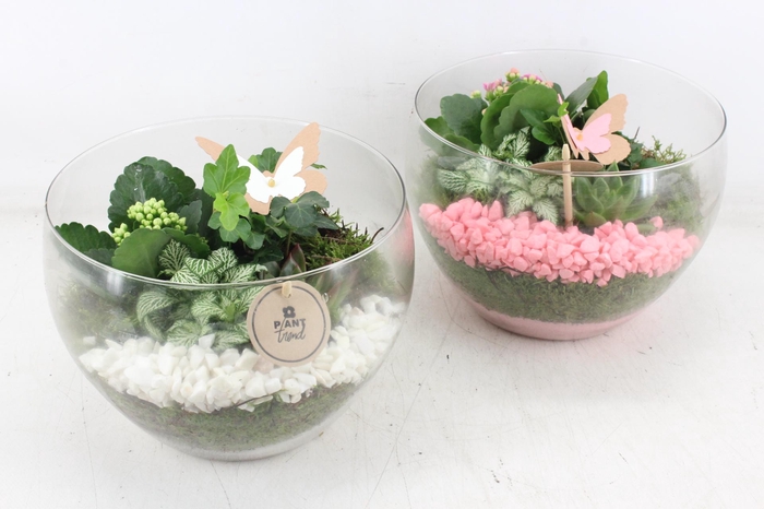 <h4>arr2 PL - Glas Henrik - roze/wit</h4>