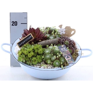 ARR SEMPERVIVUM