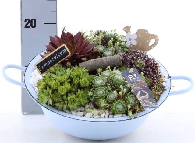 <h4>ARR SEMPERVIVUM</h4>