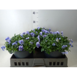 Viola corn. 'Evo Mini Marina'