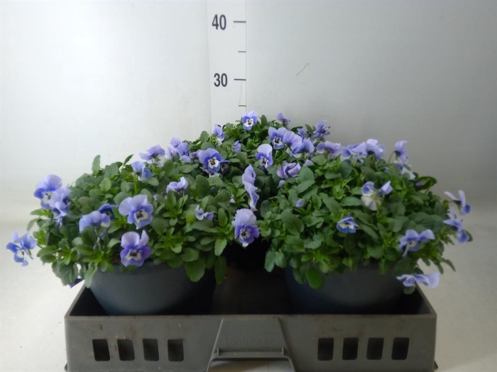 <h4>Viola corn. 'Evo Mini Marina'</h4>