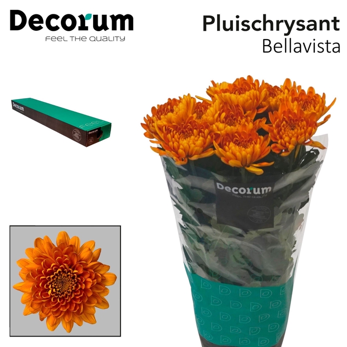 <h4>Chrysanthemum PL 'Bellavista'</h4>