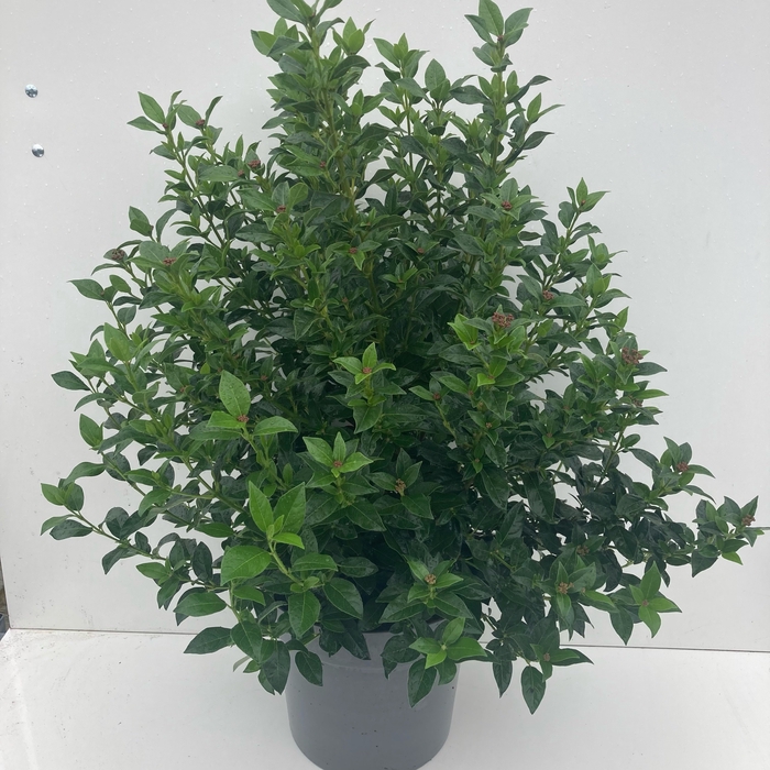 <h4>Viburnum tinus C12 50-80</h4>