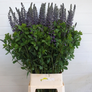BAPTISIA AUSTRALIS