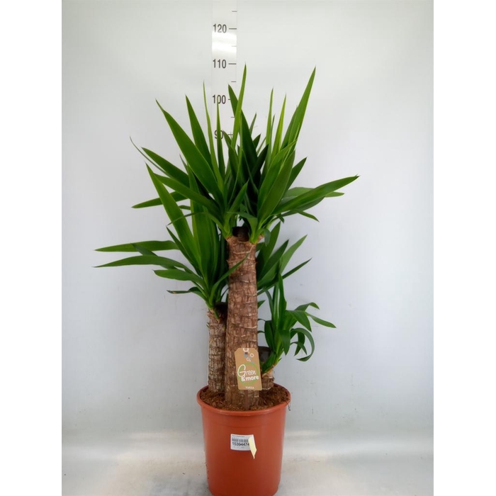 <h4>Yucca elephantipes   ...</h4>