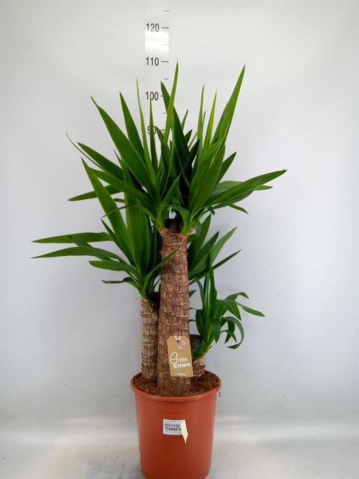 <h4>Yucca elephantipes   ...</h4>