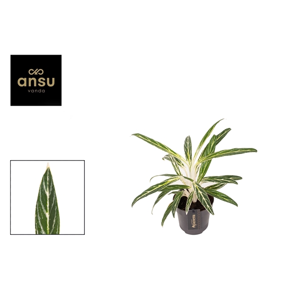 <h4>Aglaonema commutatum Zebra Feathers</h4>