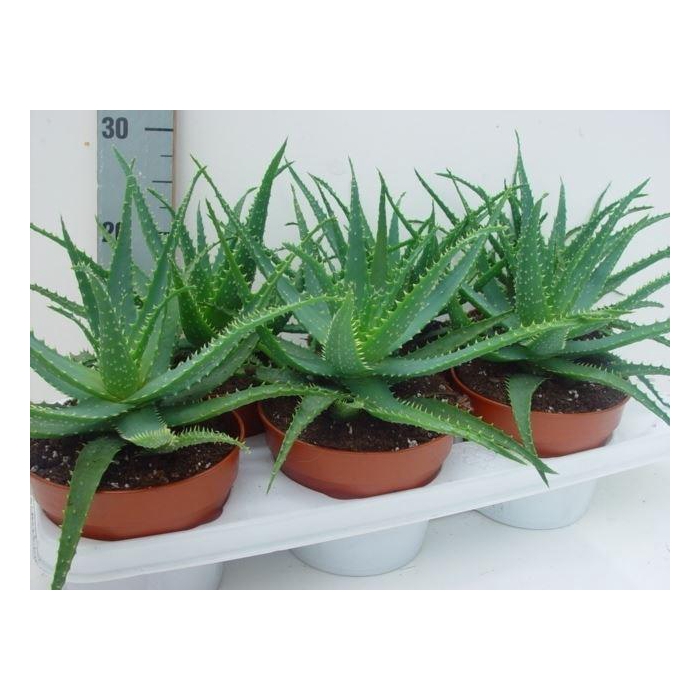 <h4>Aloe arborescens</h4>
