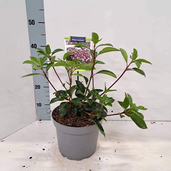 <h4>Kalmia latifolia</h4>