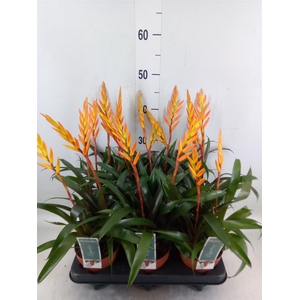 Bromelia   ...