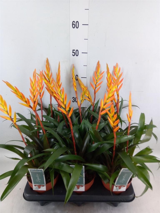 <h4>Bromelia   ...</h4>