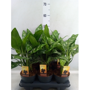 Aglaonema  'Maria'