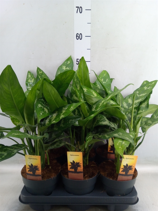 <h4>Aglaonema  'Maria'</h4>