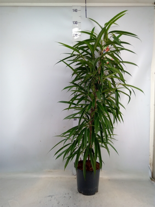 <h4>Ficus binn. 'Alii'</h4>