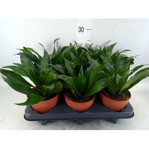 Dracaena frag. 'Compacta'